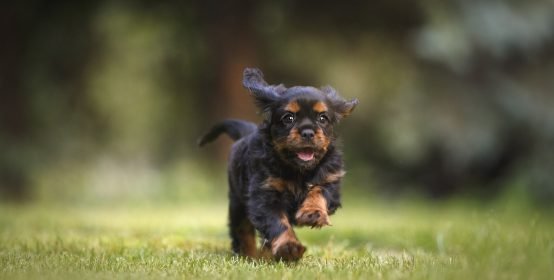 dog-6977210_1280
